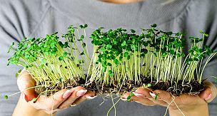 Uyuyan tohumları uyandırın | Mikro yeşillik nedir? Faydaları nelerdir?