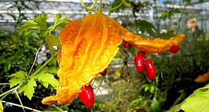 Her derde deva Kudret narı nasıl tüketilir, faydaları nelerdir