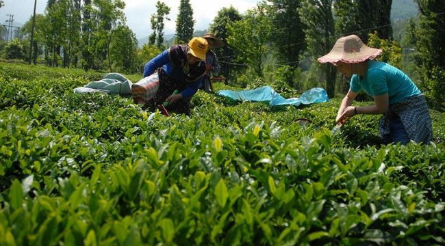Çay krizi kapıda