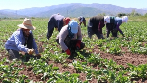 Çiftçiye tohum ve gübre desteği