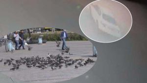 Güvercinleri ezen sürücü gözaltına alındı