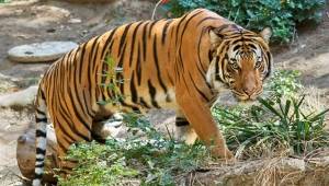 Kaplana Koronavirüs Bulaştı