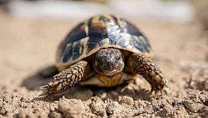 Kaplumbağasını Gezdiren İtalyan'a Ceza Kesildi