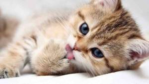 Koronavirüs'ten en çok etkilenen hayvanlar kediler 