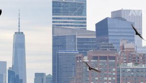 New York'ta şok görüntü: Akbabalar bastı