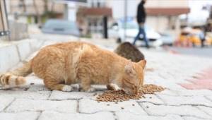 Sokak hayvanları için genelge