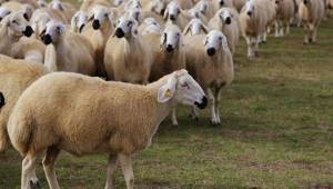 Türkiye'deki Atıl Arazilere Virüs Sonrası Çözüm Önerisi