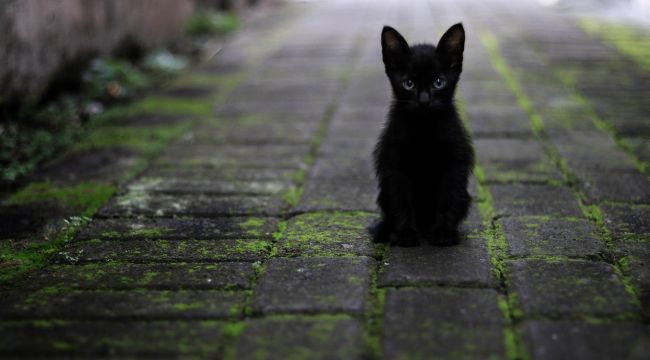 Vietnam'da korkunç siyah kedi iddiası