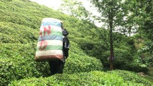 Çay üreticilerinde koronavirüs şoku!