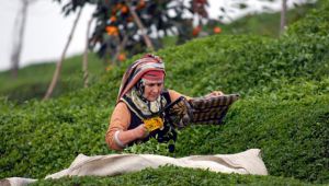 Çayı olanlara müjde, çay hasadına izin geldi