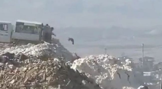 Hayvanseverleri ayağa kaldıran görüntü