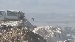 Hayvanseverleri ayağa kaldıran görüntü