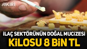 Kilosu 8 bin TL: Vücuttaki ölü hücreleri canlandıran doğa harikası