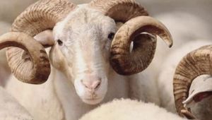 Kurban Bayramı ne zaman? Bayram tatili kaç gün olacak?