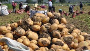 Patates depolarda çürümeye terk edildi