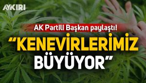 AKP'li Başkan kenevir tarlasını paylaştı!
