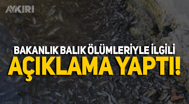 Bakanlık balık ölümleriyle ilgili açıklama yaptı