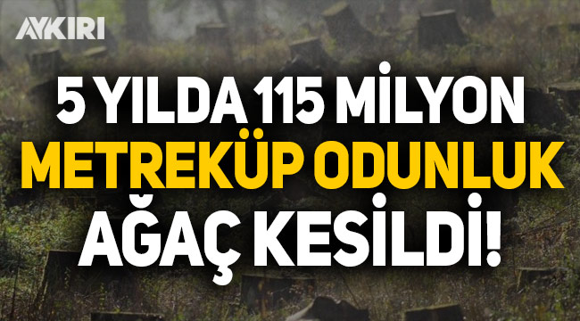 Beş yılda 115 milyon metreküp odunluk ağaç kesildi