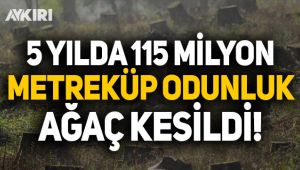 Beş yılda 115 milyon metreküp odunluk ağaç kesildi