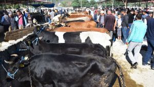 Bilim Kurulu üyesinden Kurban Bayramı öncesi kritik uyarı