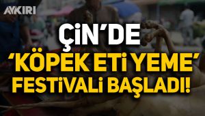 Çin'de 'köpek yeme' festivali başladı!  