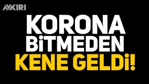 Korona bitmeden kene geldi!