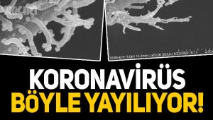 Koronavirüs hücrelere nasıl bulaşıyor?