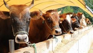 Kurban tedbirleri Resmi Gazete'de yayımlandı