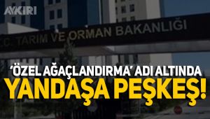 'Özel ağaçlandırma' adıyla yandaşa peşkeş