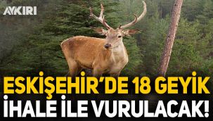 Eskişehir'de 18 geyik ihale ile vurulacak