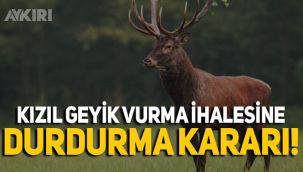 Eskişehir'deki Kızıl Geyik vurma ihalesine durdurma kararı