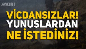 İzmir'de yunusları vurdular!