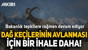 Bakanlıktan dağ keçilerinin katledilmesi için bir ihale daha!