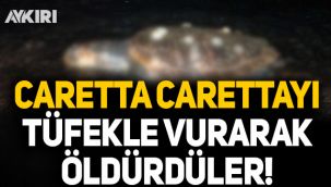 Caretta Carettayı pompalı tüfekle vurarak öldürdüler