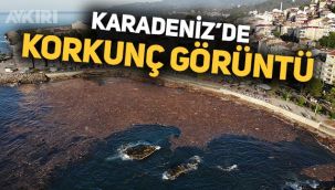 Giresun'daki sel felaketinin şiddeti Tirebolu sahilinde ortaya çıktı: Ağaç kütükleri denizi kapladı