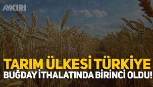 Türkiye buğday ithalatında yine birinci oldu