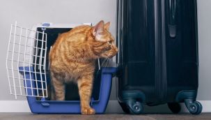 Vietnam'da kedi eti ticareti belgelendi: Her yıl binlercesi işkence ile öldürülüyor