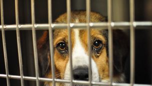 Beşiktaş Belediyesi evcil hayvan ticareti yapılmasını resmen yasakladı