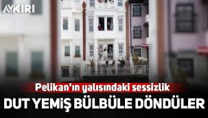 Pelikan'ın yalısındaki sessizlik: Dut yemiş bülbüle döndüler!
