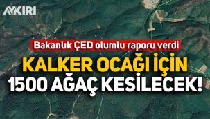 Bakanlık ÇED olumlu raporu verdi: Sakarya'da kalker ocağı için 1500 ağaç kesilecek