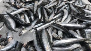 Avlama yasağı sonrası hamsi fiyatları dudak uçuklatıyor!