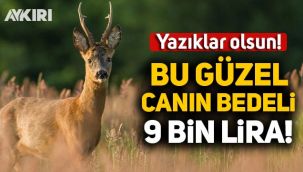 Koruma altındaki karacayı avlamanın bedeli 9 bin lira!