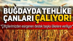 Toprak Mahsulleri Ofisi'nin son raporuna göre buğdayda tehlike çanları çalıyor