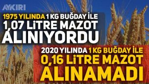 Buğday ekim alanları 15 yılda yok oldu: 24,5 milyon hektar alana ekim yapılamıyor