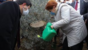 Meral Akşener, sağlık çalışanları anısına fidan dikti