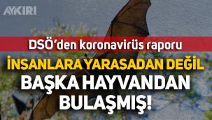 DSÖ'den koronavirüs raporu: İnsanlara yarasadan değil, başka hayvandan bulaşmış!