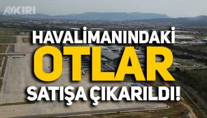 Havalimanı sahasındaki otlar satışa çıkarıldı, piyasa değeri 3 bin TL