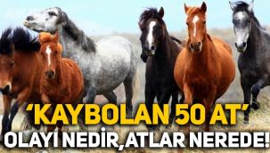 Kaybolan 50 at olayı nedir? 50 at nerede? İBB'nin MHP'li belediyeye hibe ettiği atlar kayboldu!