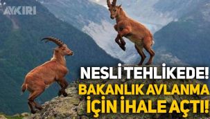 Nesli tehlikede olan yaban keçilerinin avlanması için Tarım ve Orman Bakanlığı ihale açtı