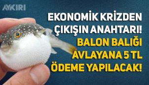Resmi gazetede yayınlandı: Balon Balığı avlayanlara 5 TL ödenecek!